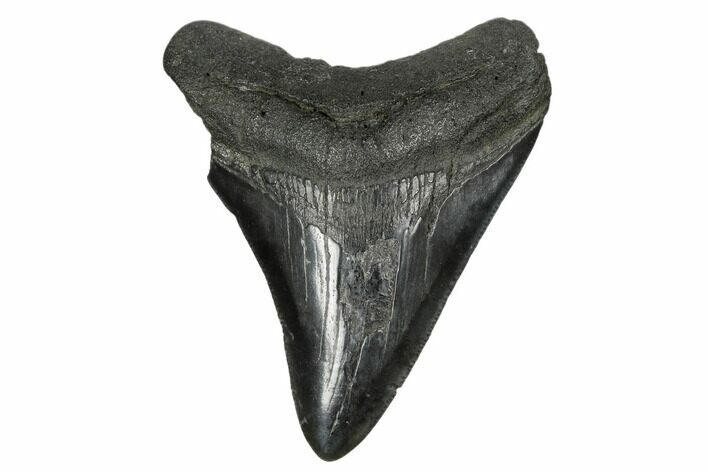 Fossil Megalodon Tooth - South Carolina #170553